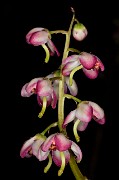 Pyrola asarifolia - Pink Wintergreen 15-0597